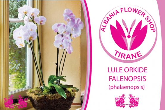 Lule Orkide me shporte nga Albania Flower Shop Tiranë